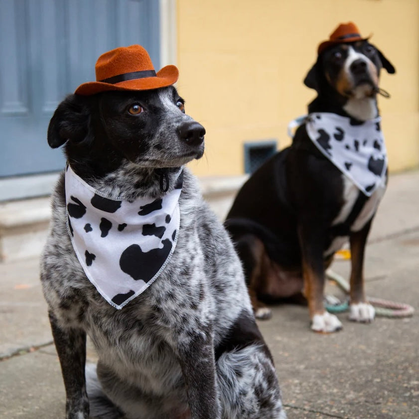 Pet Krewe Cowboy Hat