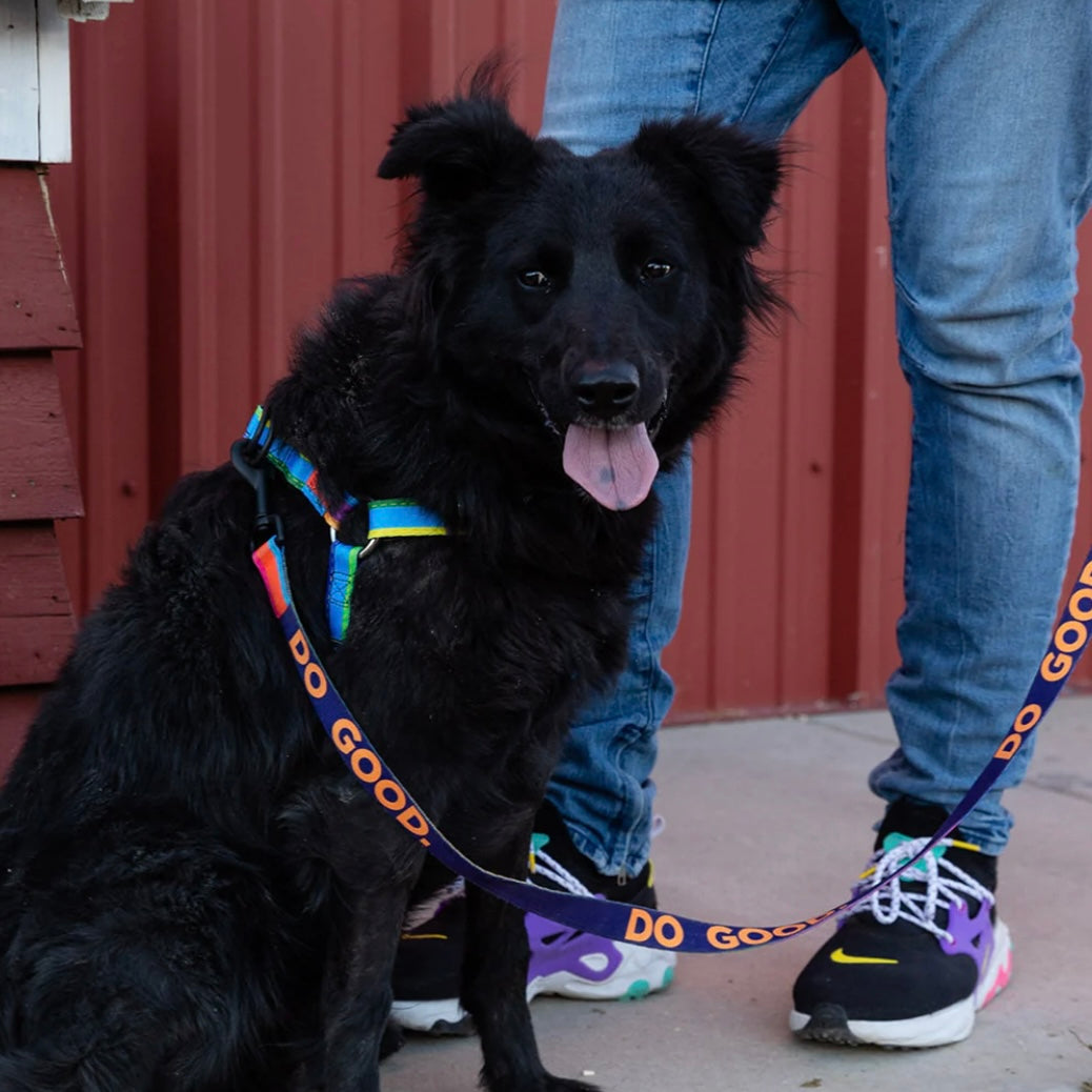 Wolfgang USA Good Dog 6' Leash