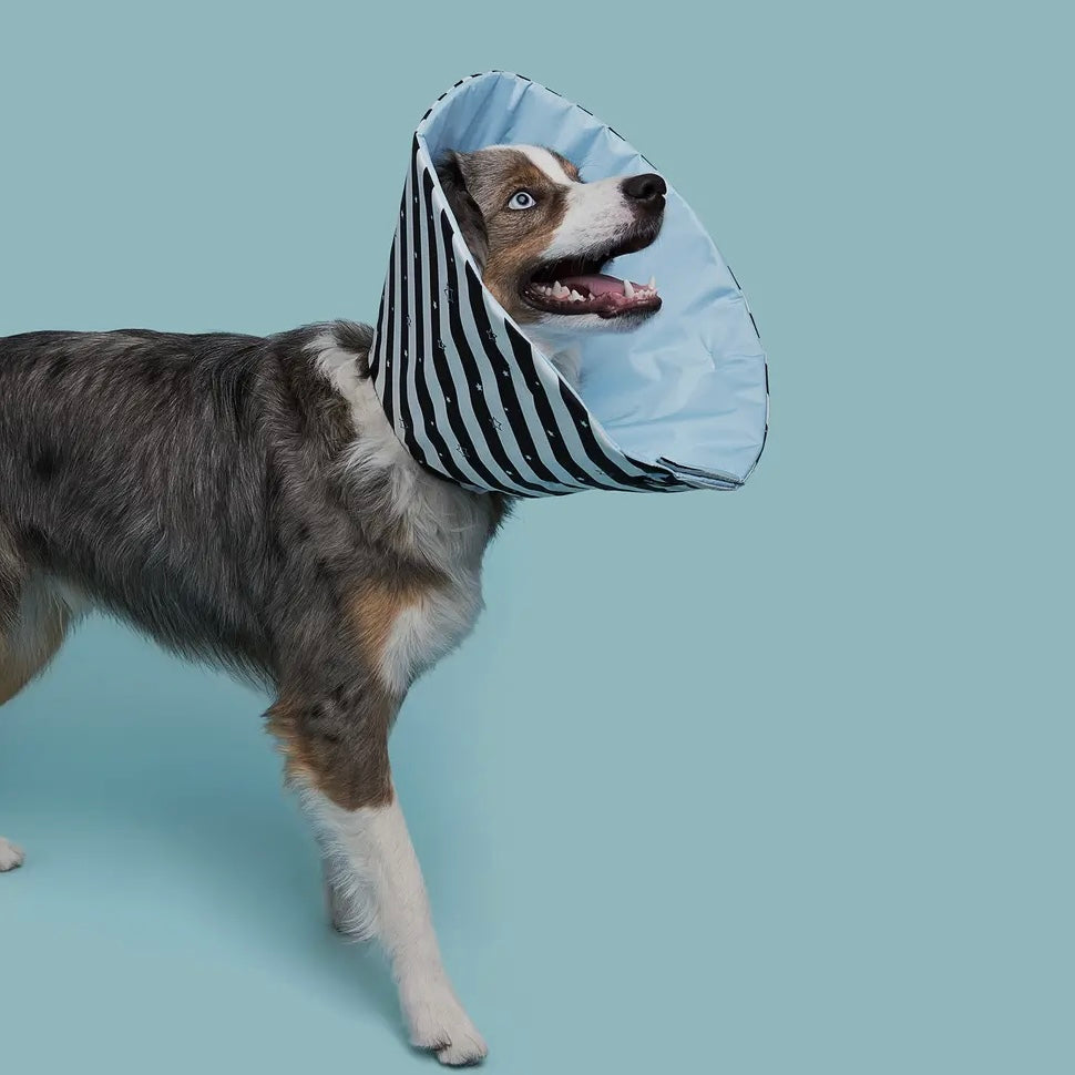 A Million Dogs Healing Cone/ Recovery Collar