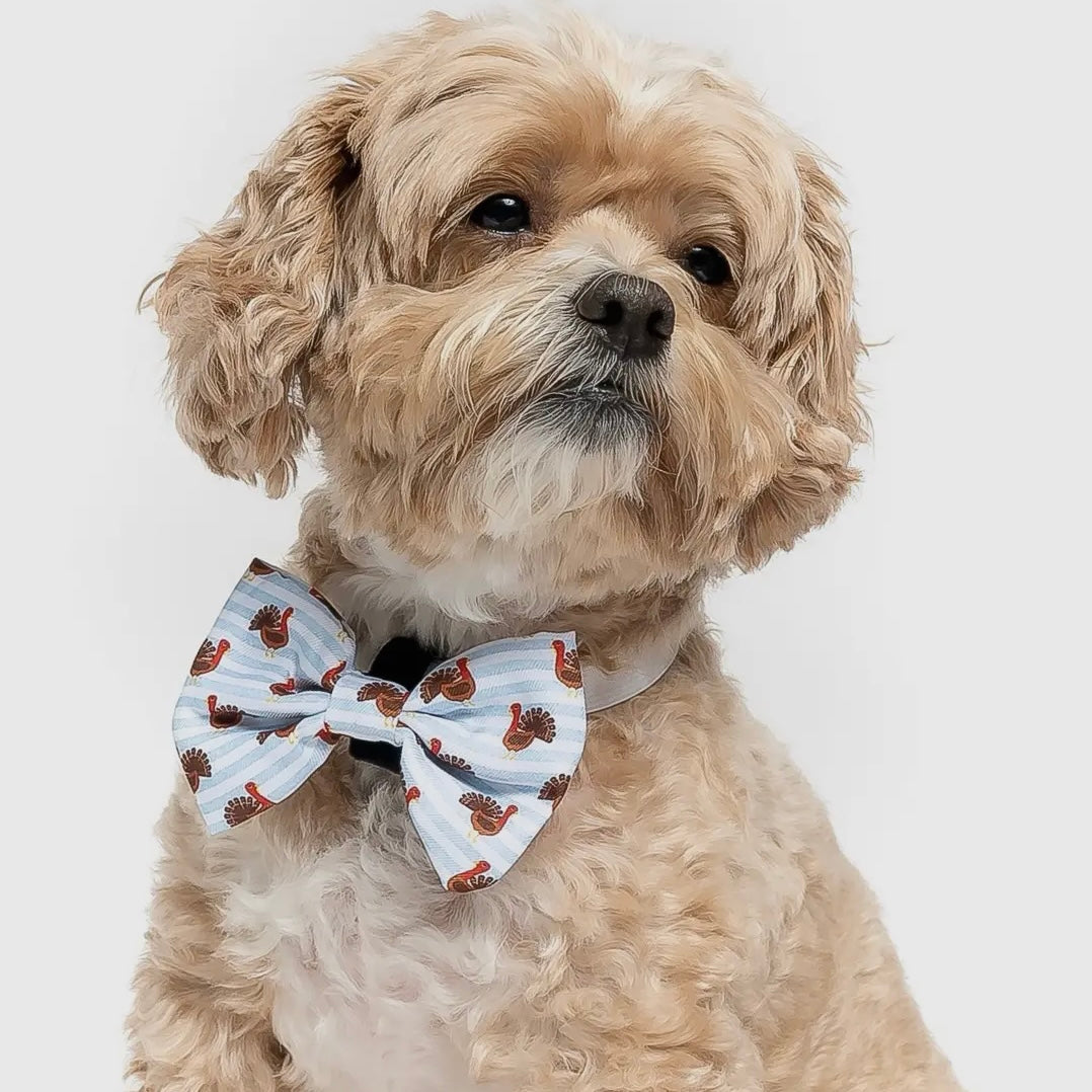 Dapper Dexter Holiday Dog Collar Bow Tie