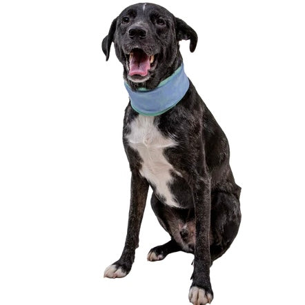 Ruffwear Swamp Cooler Neck Gaiter