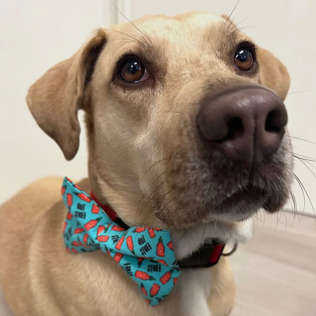 Winthrop Clothing Co. Hot Stuff Dog Bow Tie