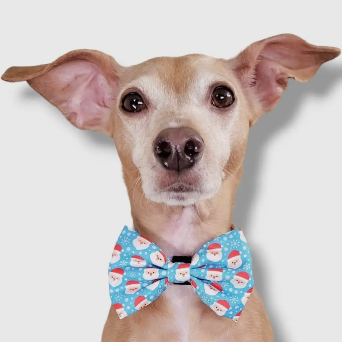 Dapper Dexter Holiday Dog Collar Bow Tie