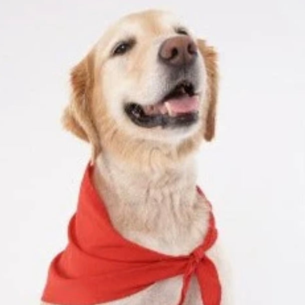 Doggles Insect Shield Bandana