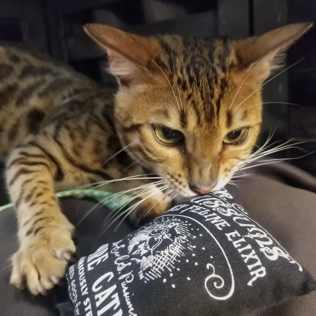 Dr Pussum's Holiday Kitty Krate Catnip Gift Set