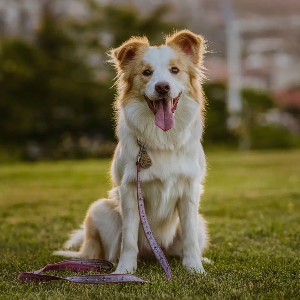 Tickless Classic Pet Chemical-Free Tick and Flea Repellent