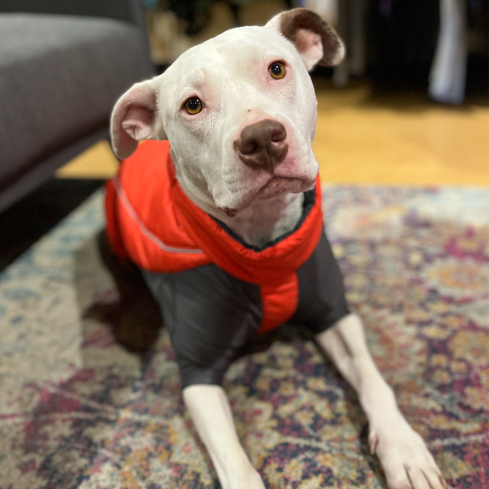Ruffwear Furness Jacket