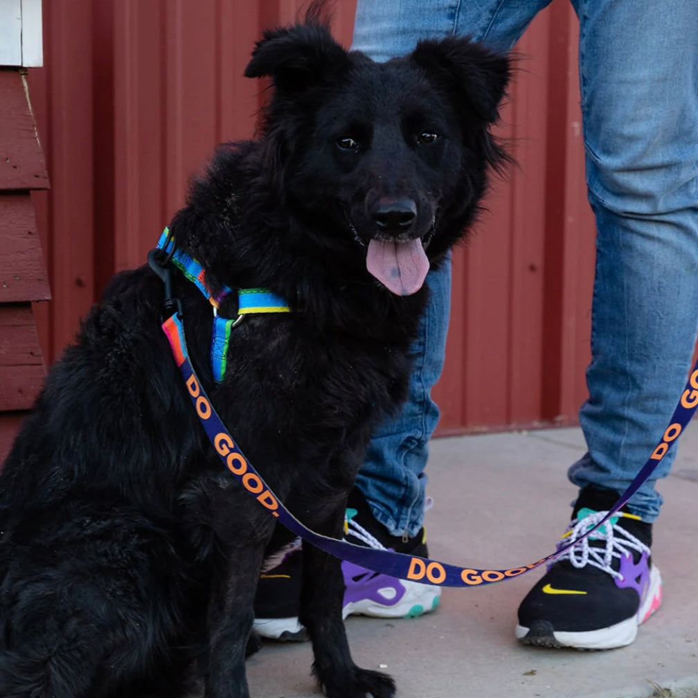 Wolfgang USA Good Dog Step-In Harness