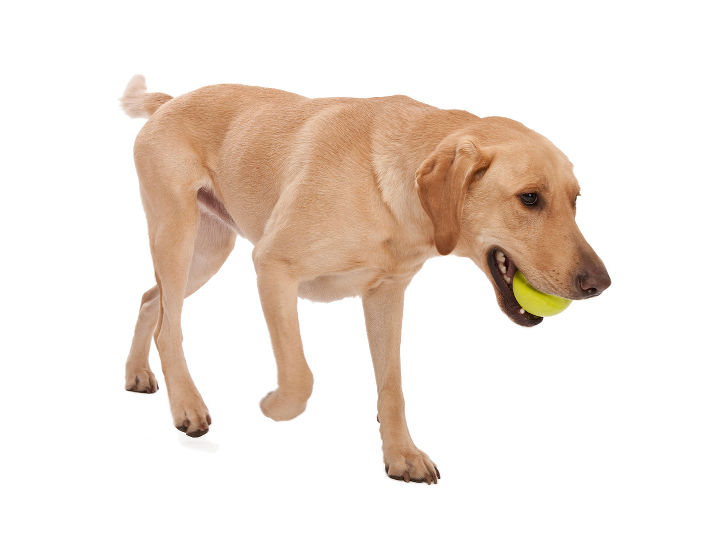 West Paw Jive Ball