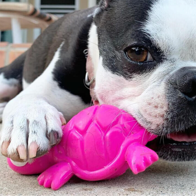 Cycle Dog Ecolast 3 Play Turtle