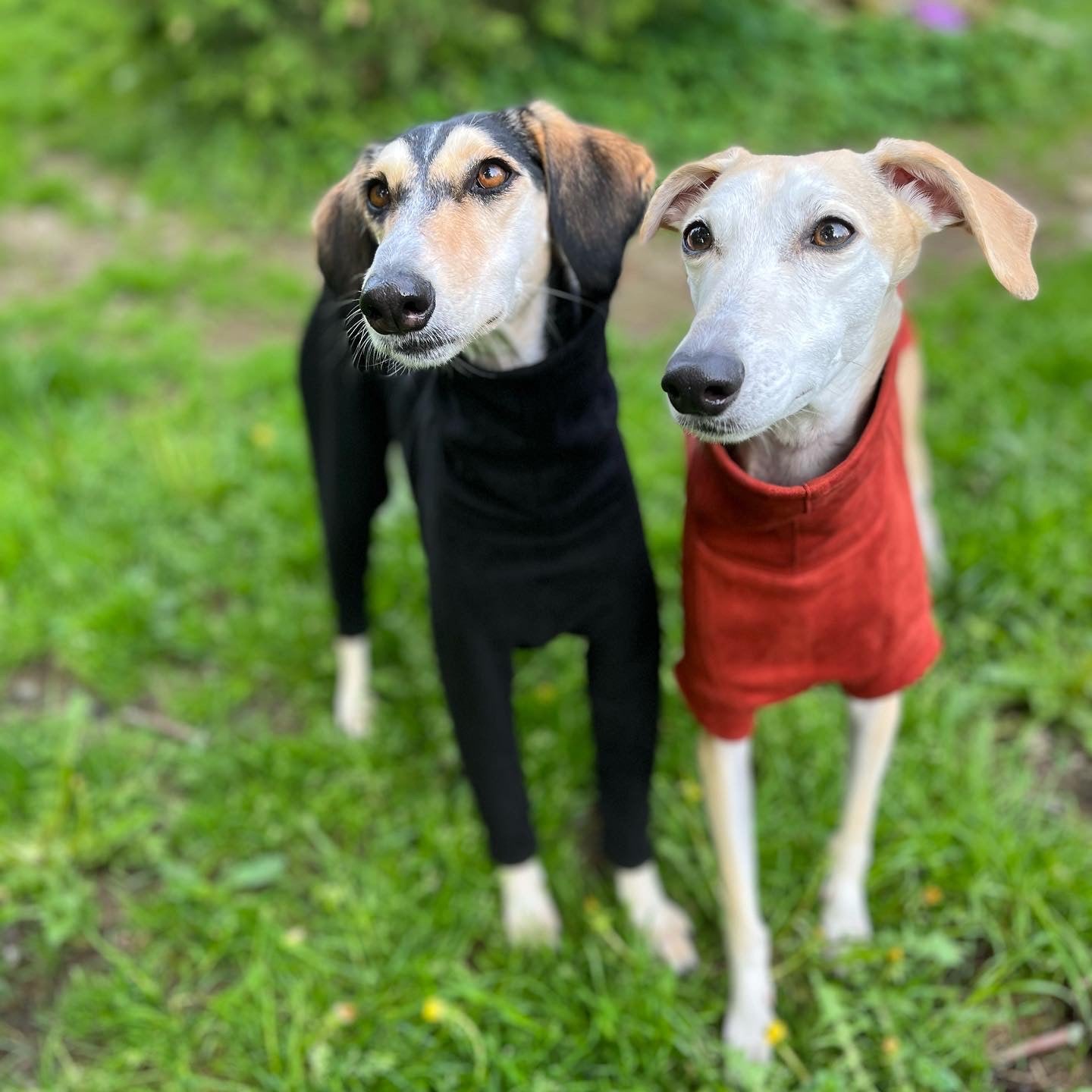 FORGALGO Sweatshirt