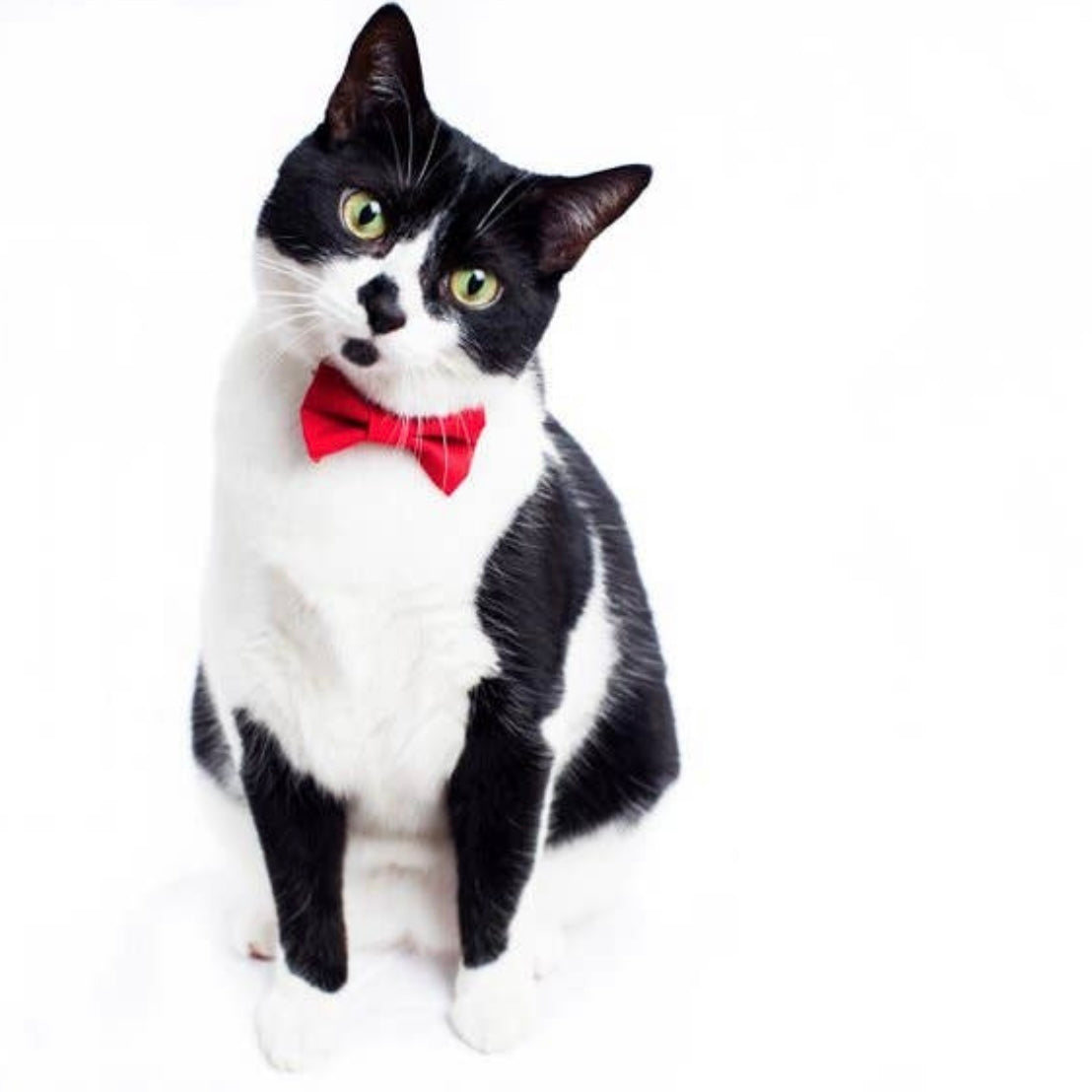 Sweet Pickles Cat Bow Tie: Boss Is In