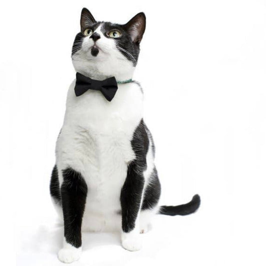 Sweet Pickles Cat Bow Tie: Back to Business