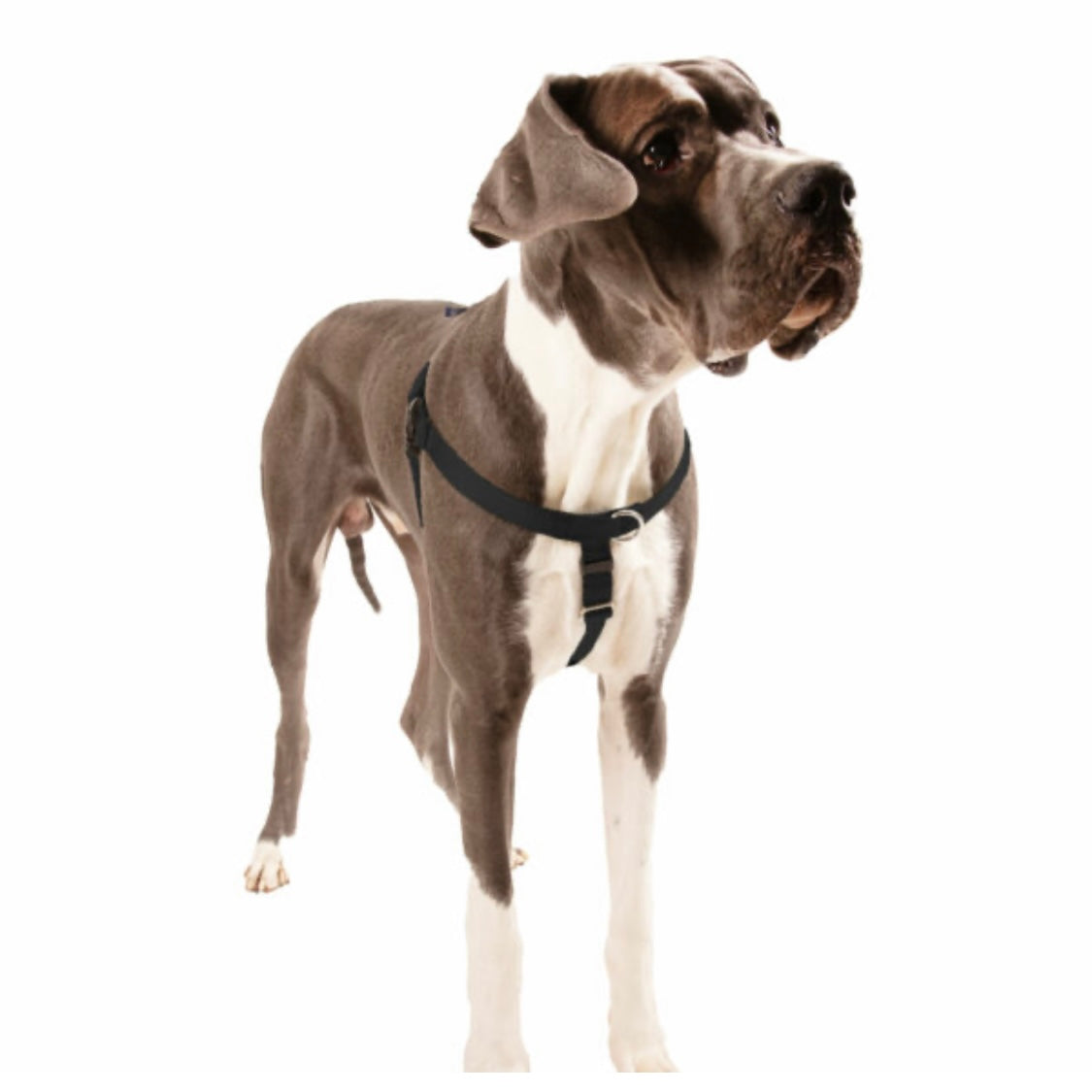 2 Hound Jelly Bean No-Pull Freedom Harness
