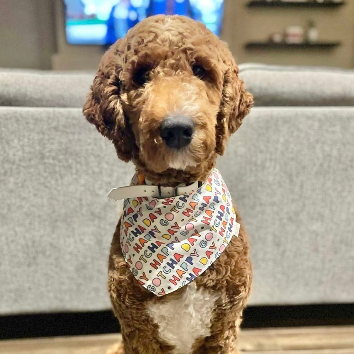 Three Fluffy Tails Gotcha Day Bandana