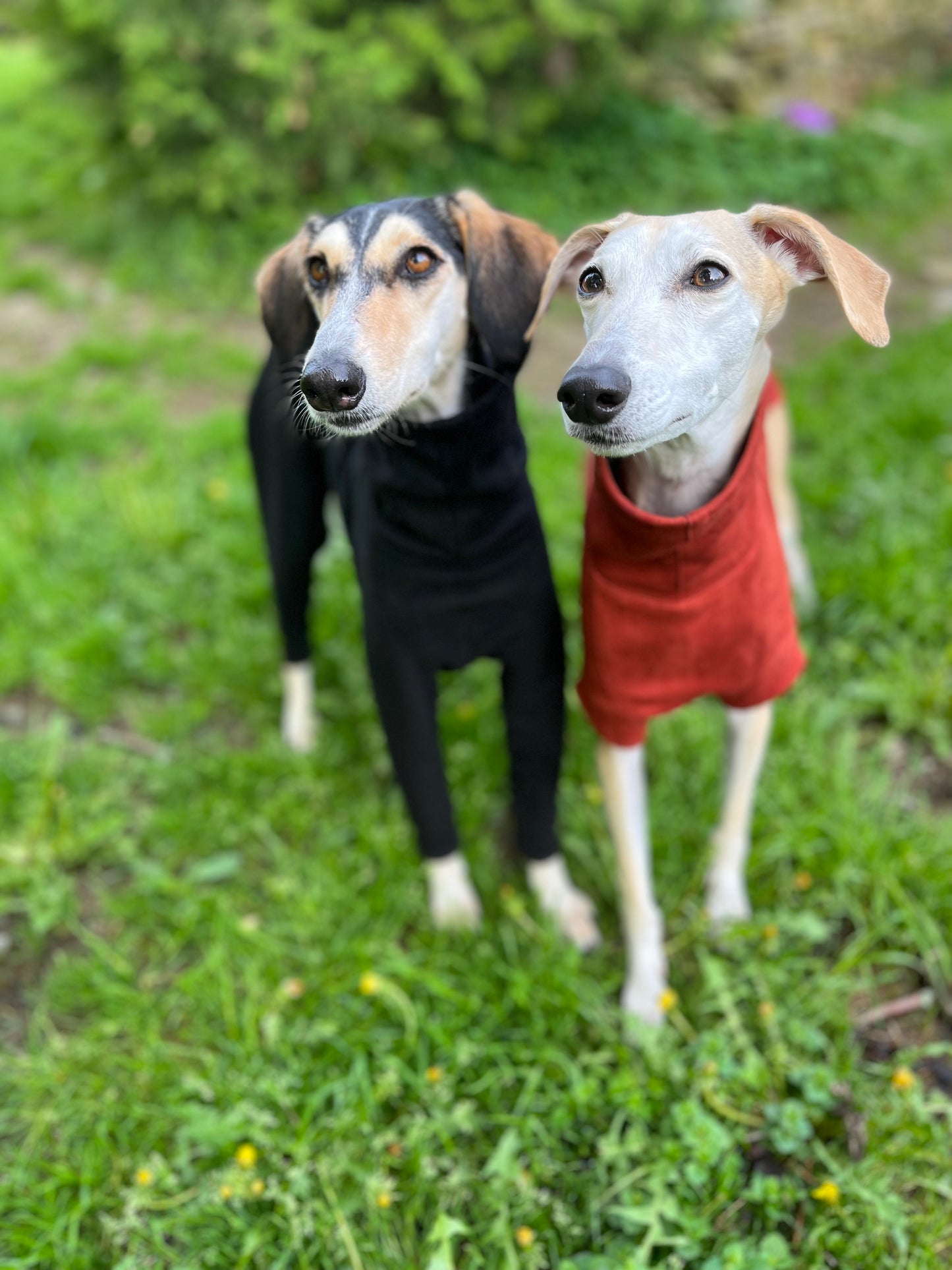 FORGALGO Sweatshirt - 4 Legs