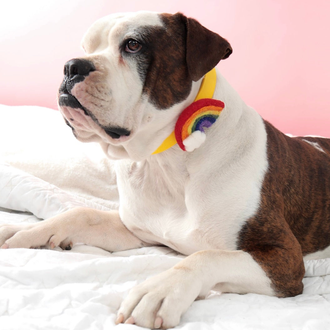 Mimi Green Rainbow Collar Accessory