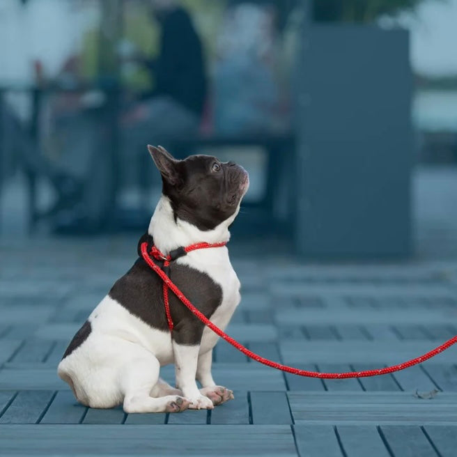 No Pull Harness Lead