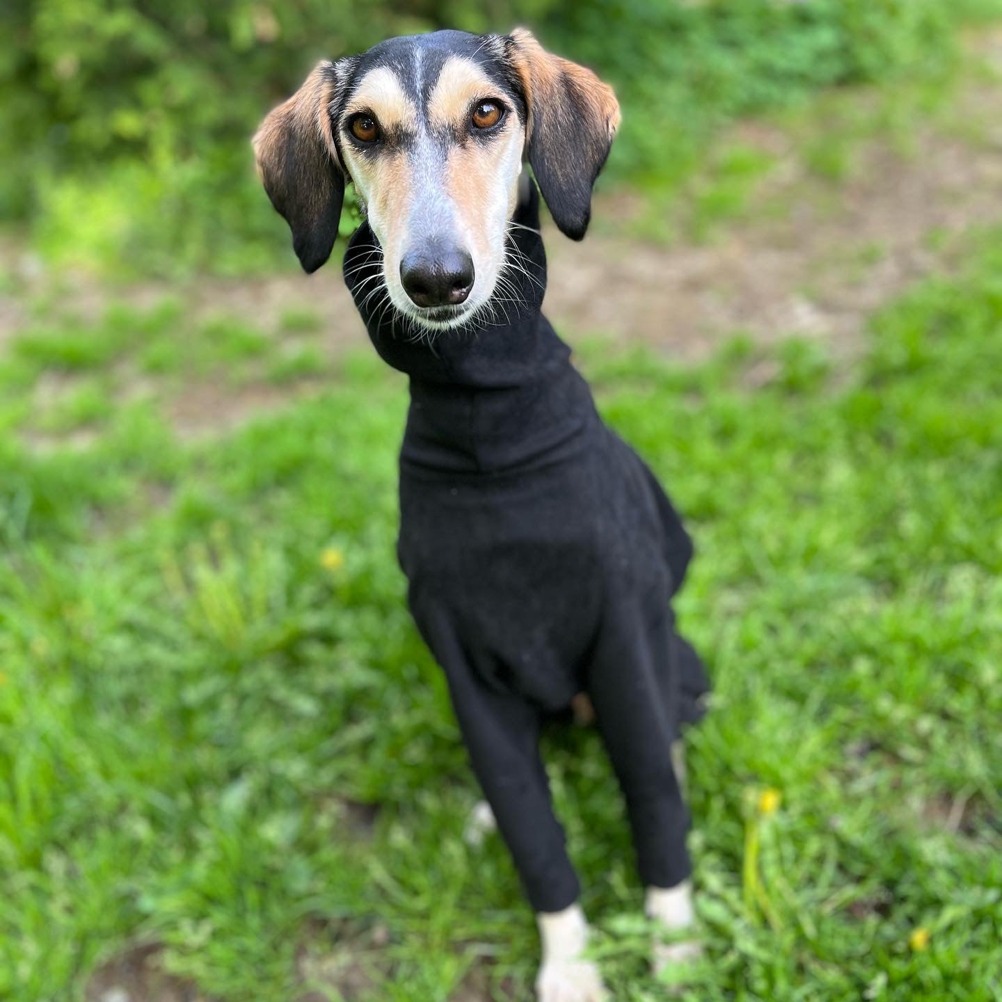 FORGALGO Sweatshirt - 4 Legs