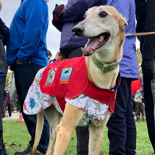 Three-legged greyhound in a donation dog coat