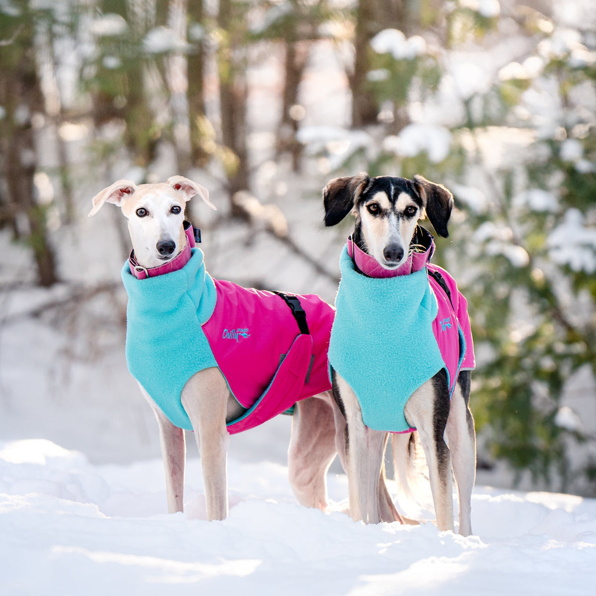 Chilly Dogs L&L Great White North (Color Shell)