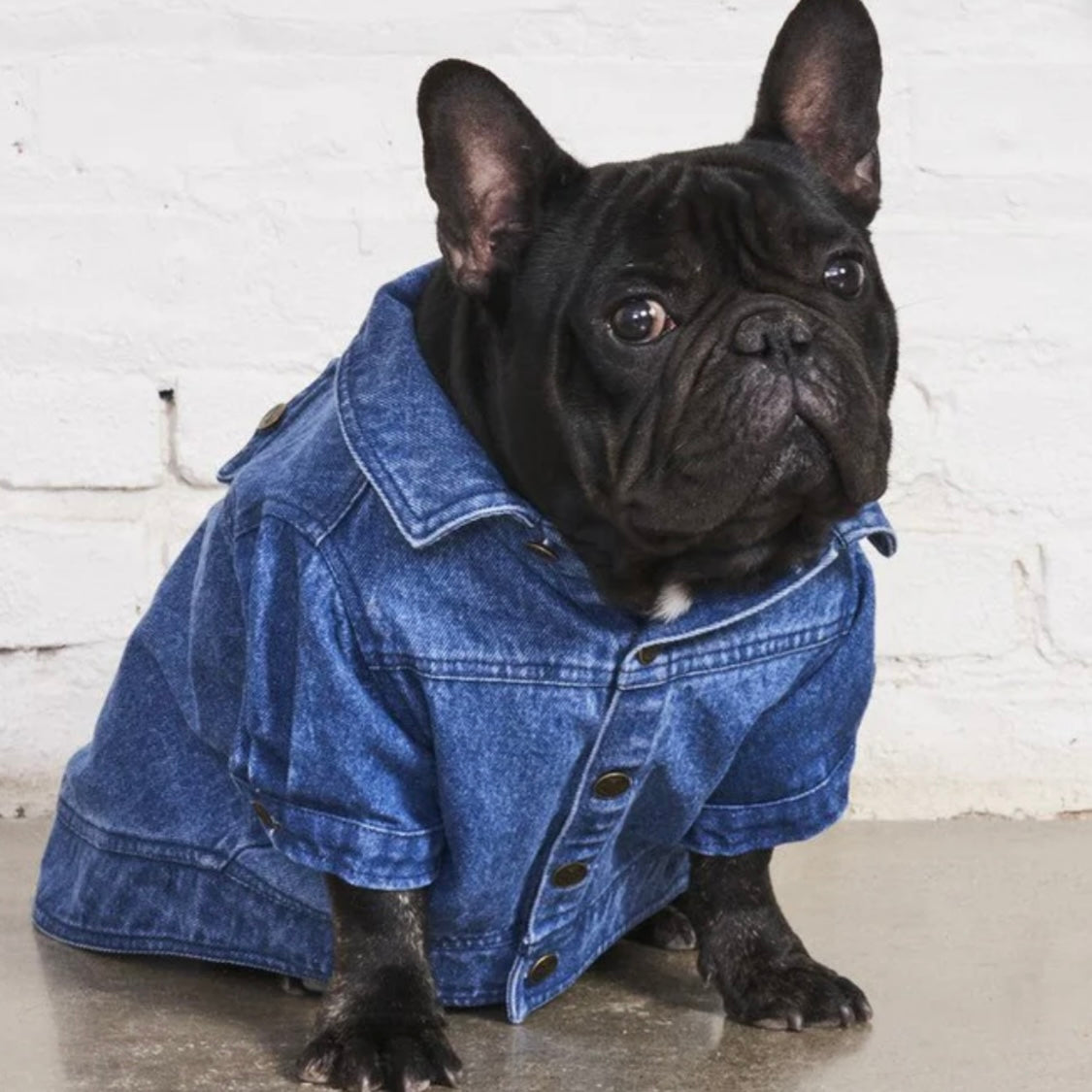 FOUND Denim Doggie Jacket