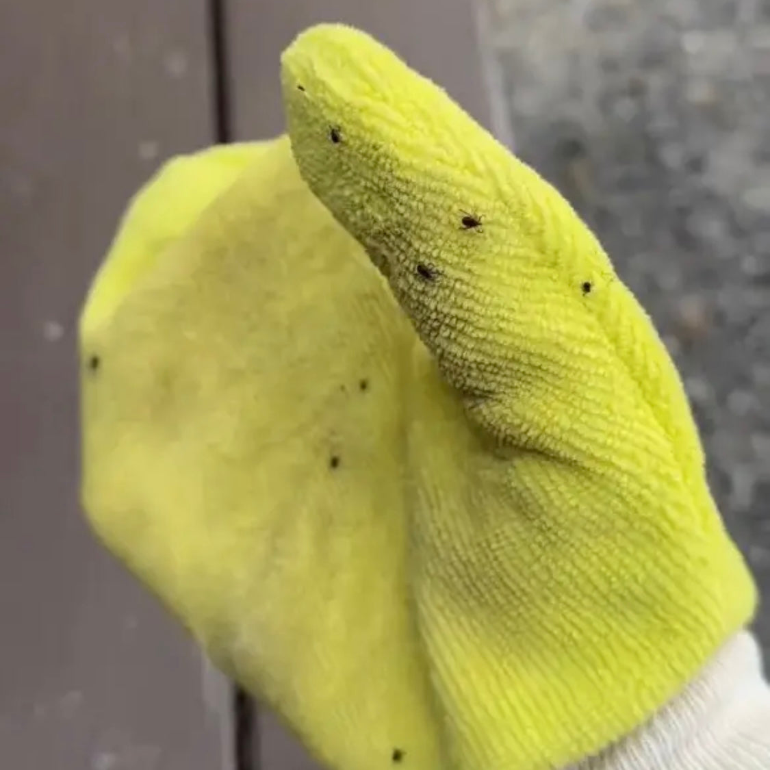 Tick Mitt