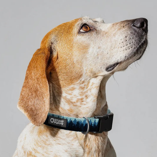 Stunt Puppy Reflective Stitch Everyday Collar