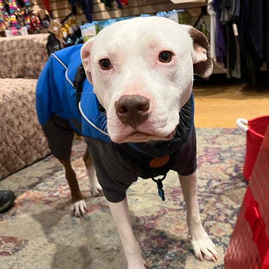 Ruffwear Vert Coverall