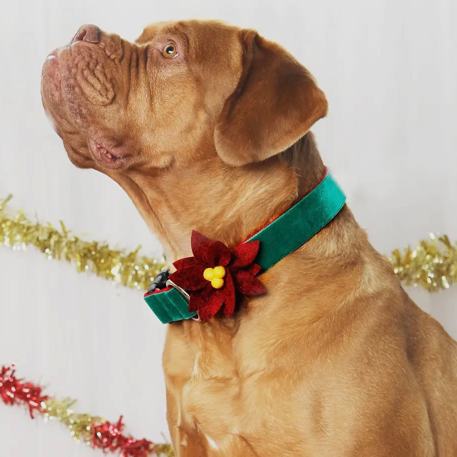 Mimi Green Poinsettia Collar Flower
