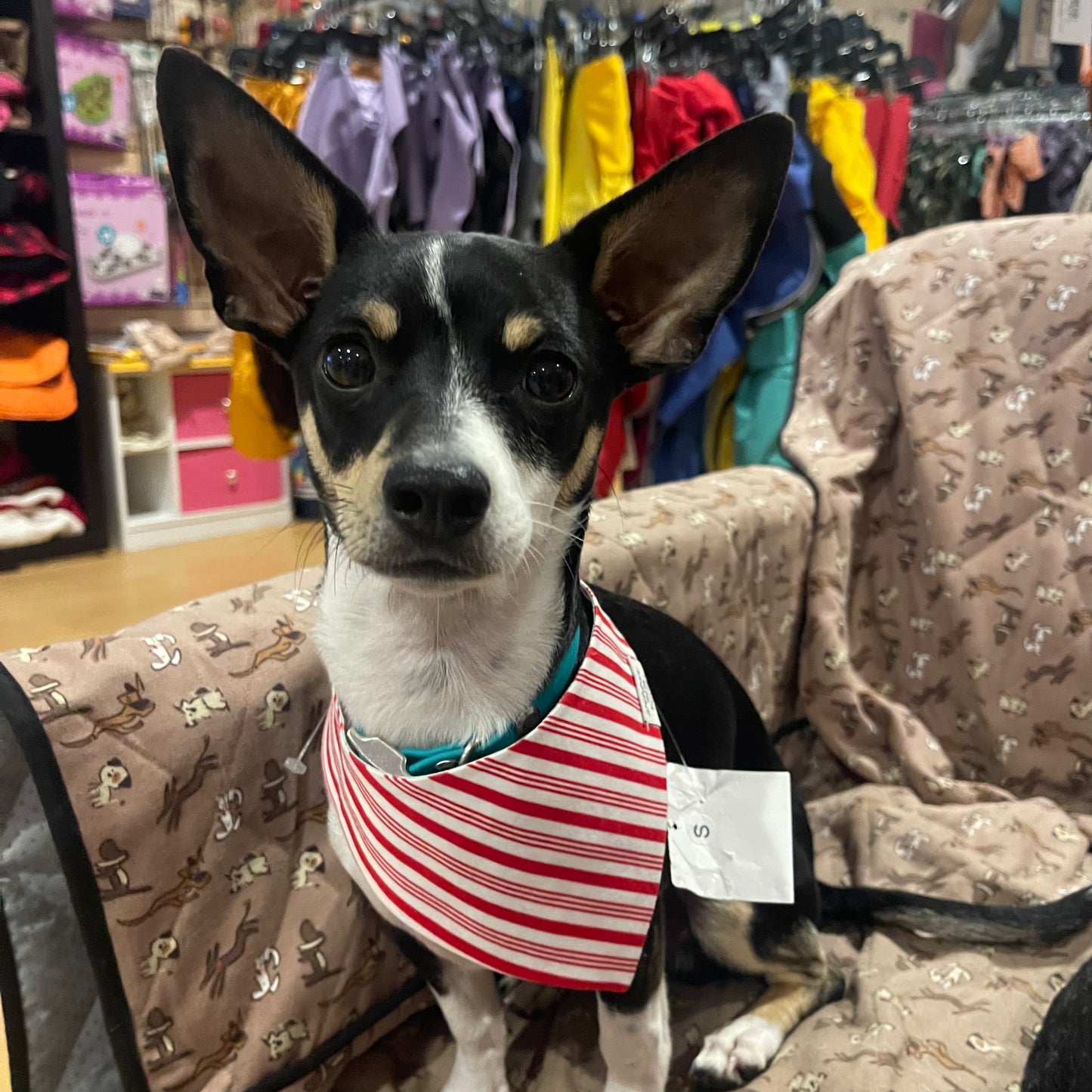 Winnie and the Hound "Santa's Hot Cocoa" Holiday Bandana