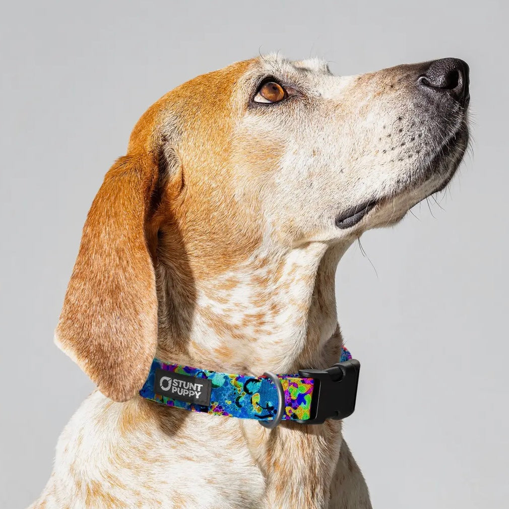 Stunt Puppy Reflective Stitch Everyday Collar