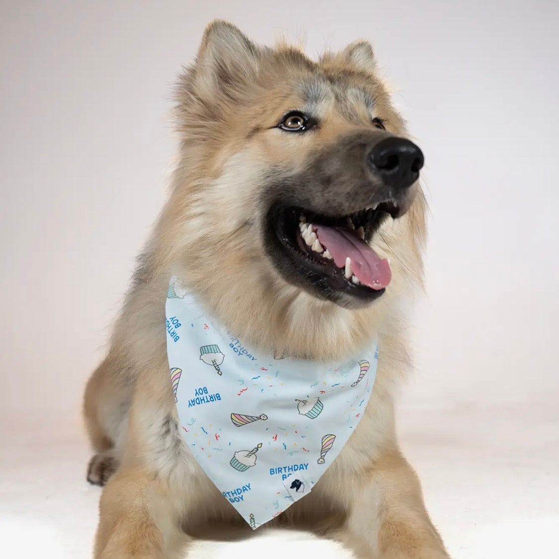 Dog Bandana Co Birthday/Gotcha Day Reversible Bandana