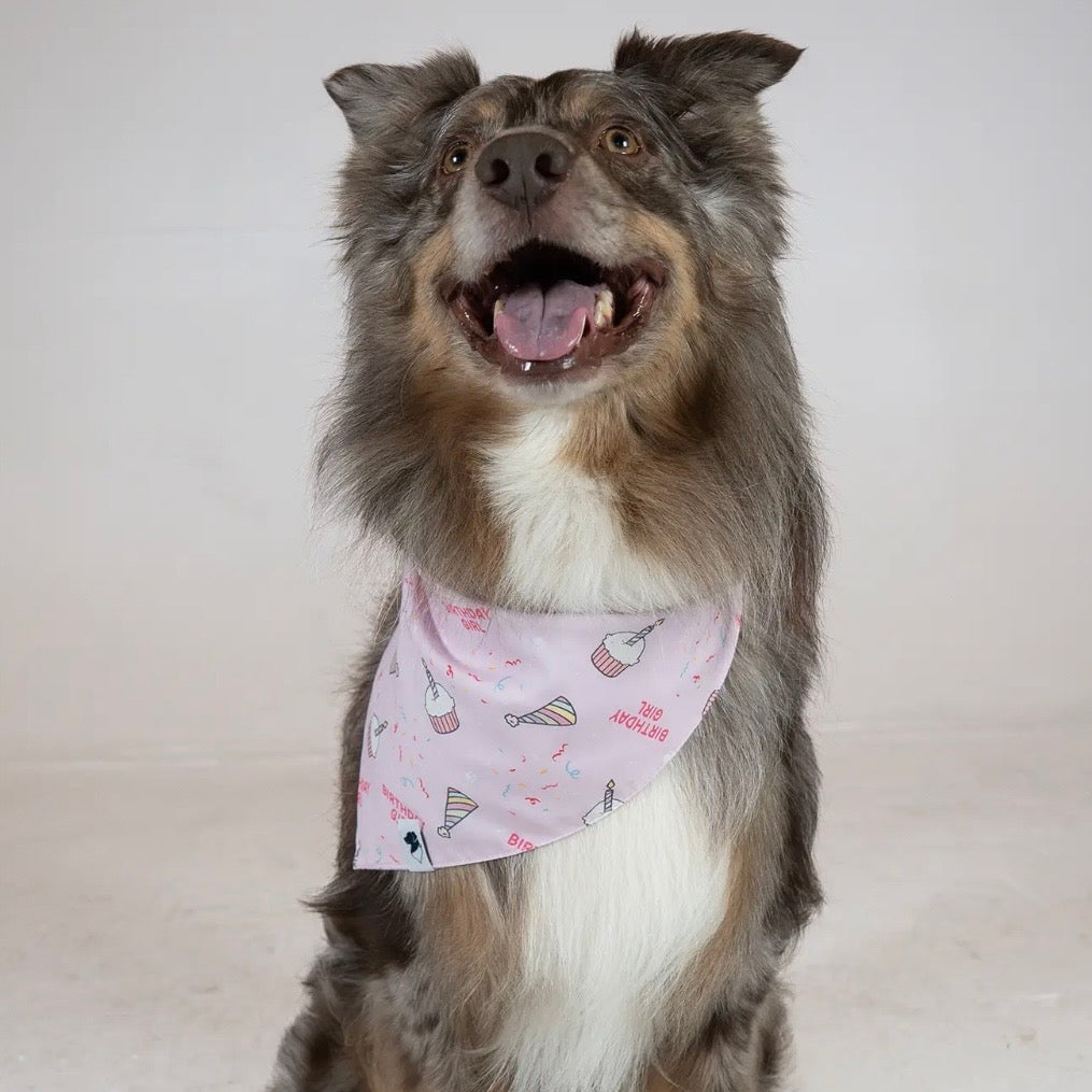 Dog Bandana Co Birthday/Gotcha Day Reversible Bandana
