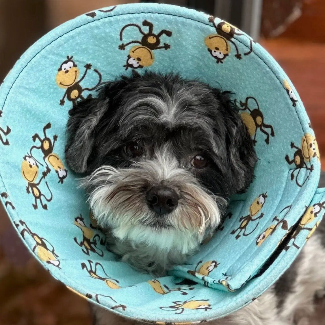 Cuddle Cone Soft Recovery Cone