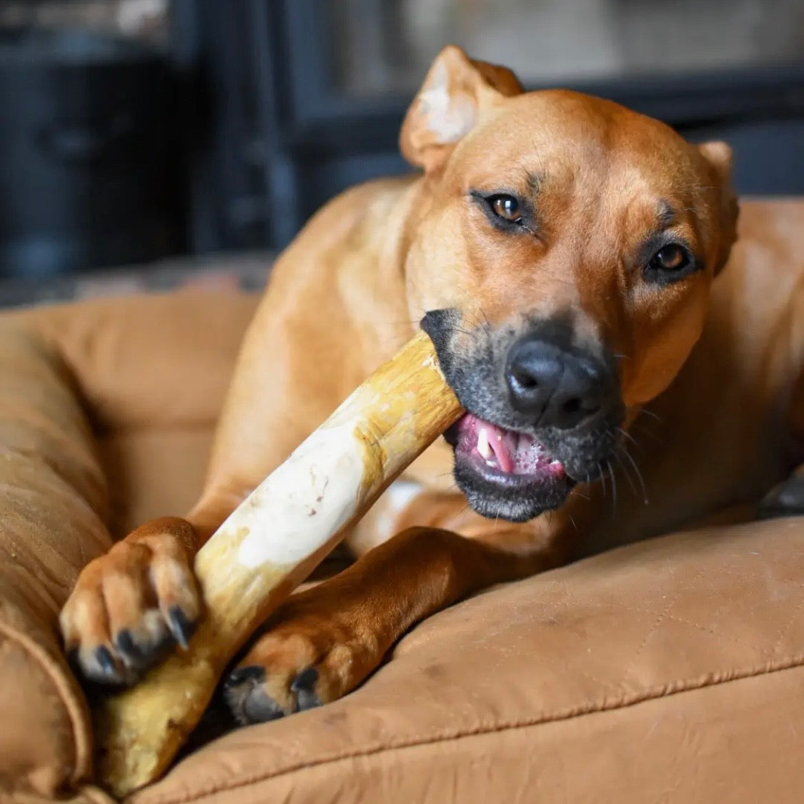 Mumbies Coffee Wood Dog Chew