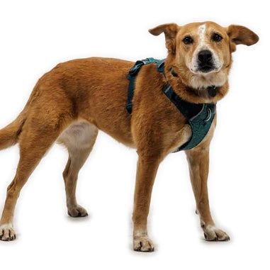 Ruffwear Front Range Flex Harness
