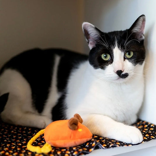 PLAY Feline Frenzy Menacing Mice