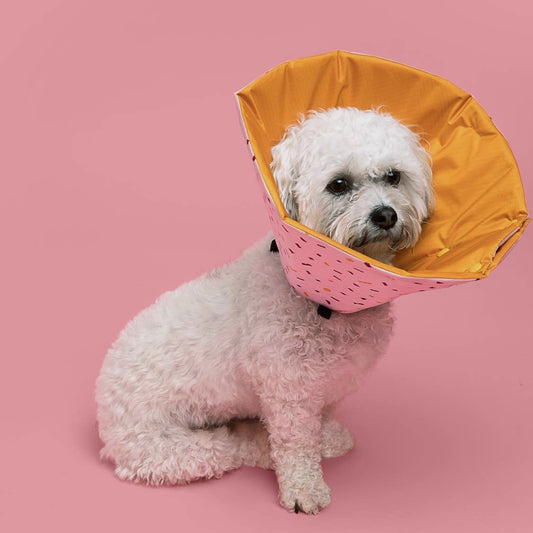 A Million Dogs Healing Cone/ Recovery Collar