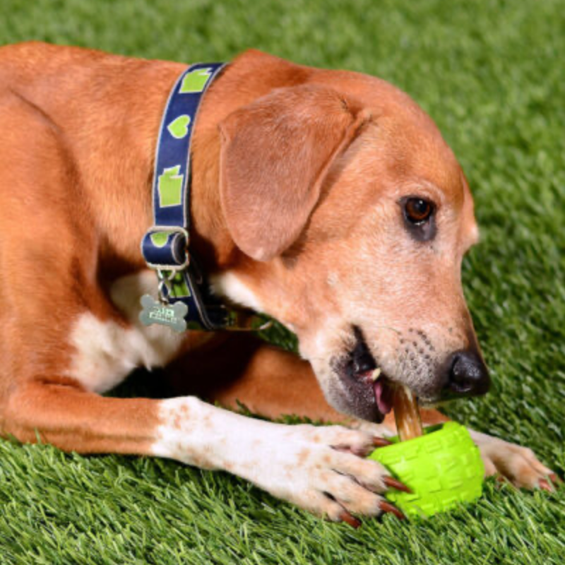 Cycle dog top high roller ball