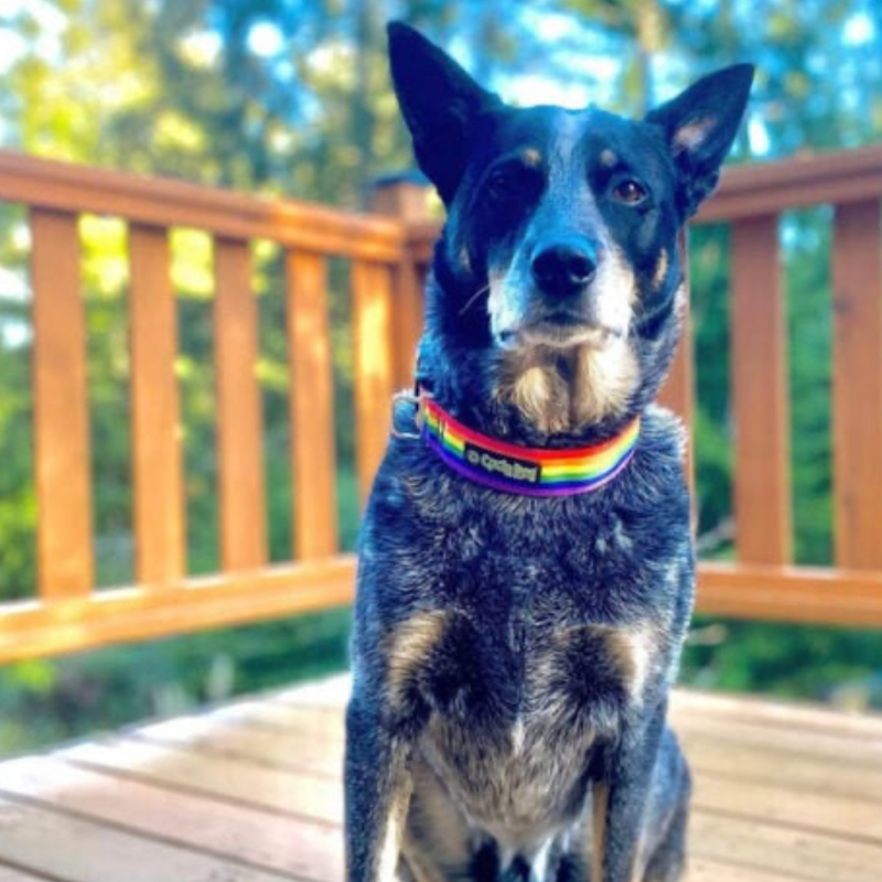 Cycle Dog No-Stink Waterproof Pride Collar