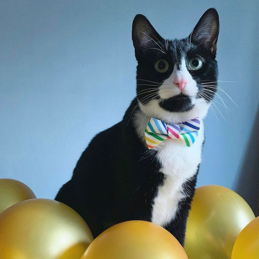 Sweet Pickles Cat Bow Tie: The Silver Lining