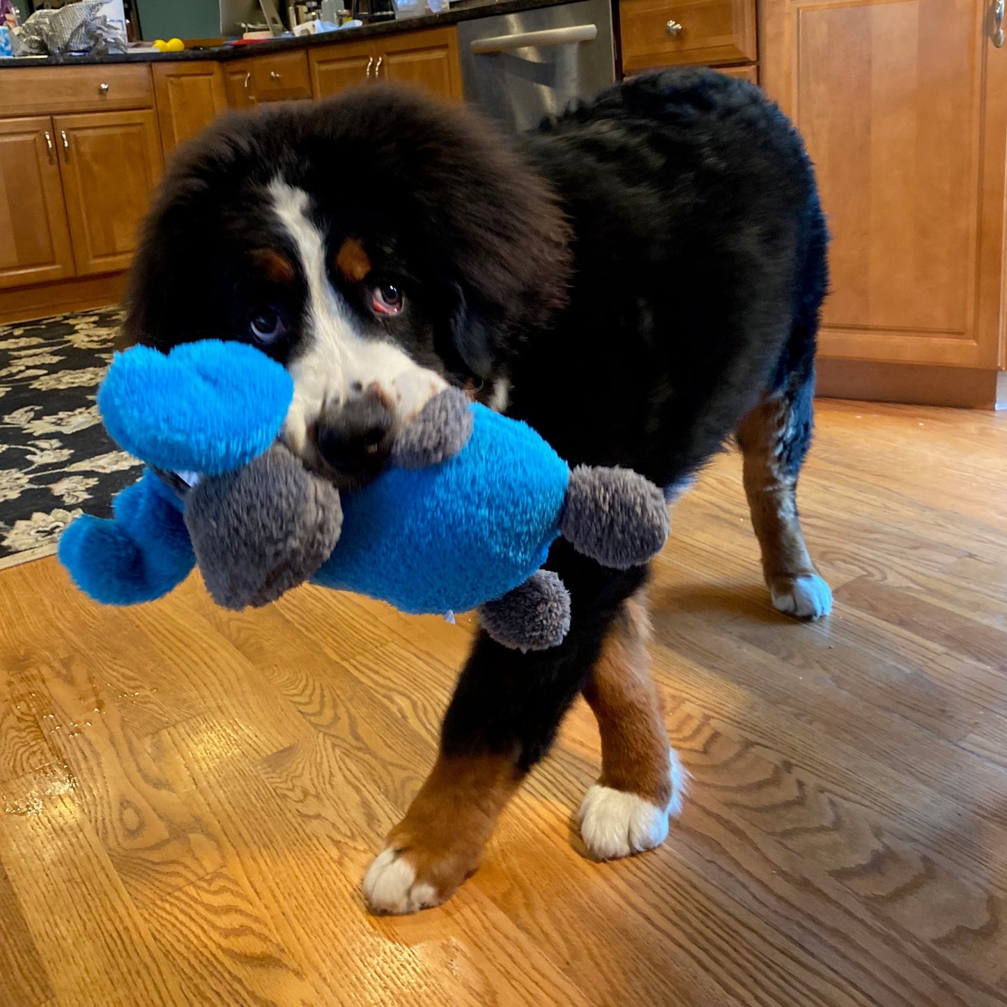 Cycle Dog Duraplush Moose