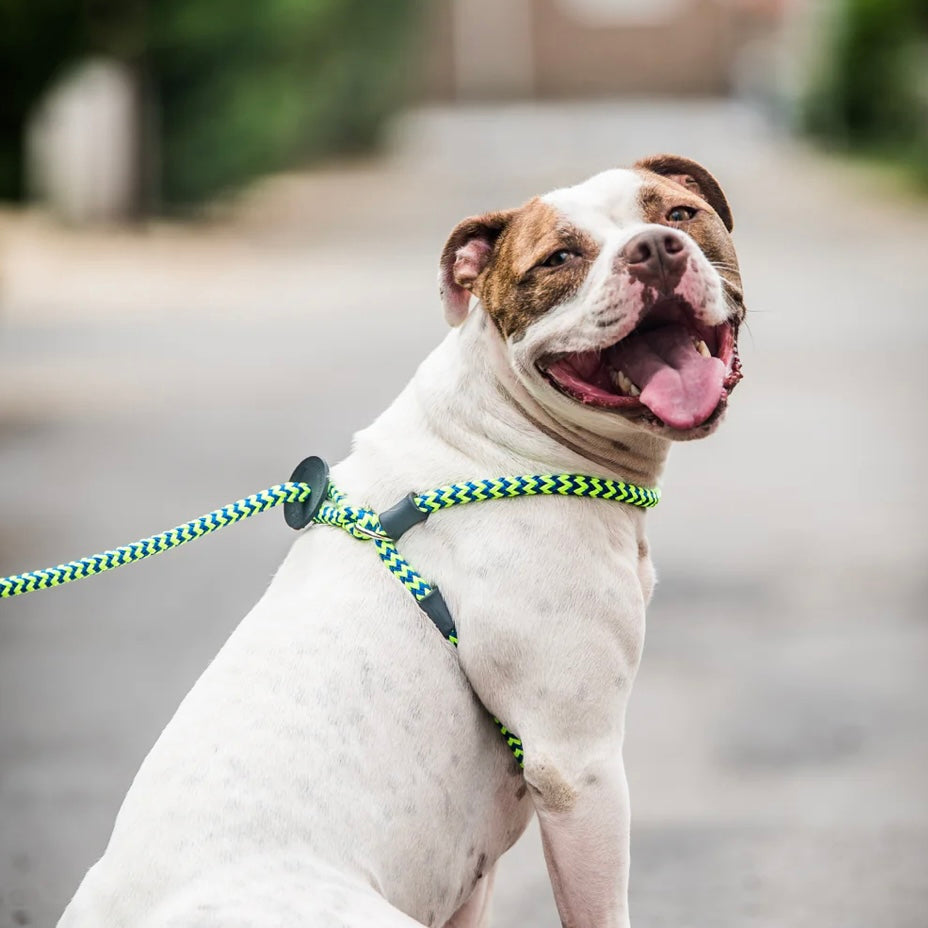 Harness lead dog clearance leash