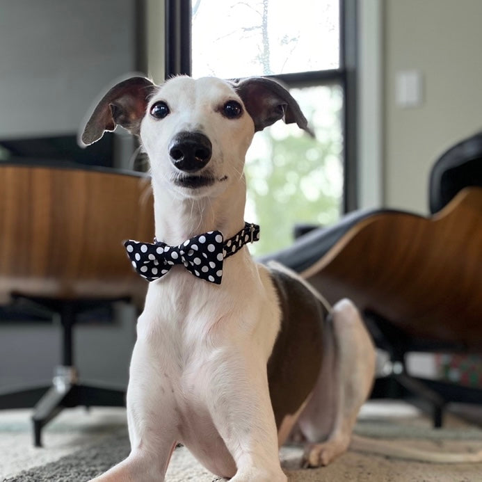 Sophisticated Pup Polka Dot Bow Tie Collar