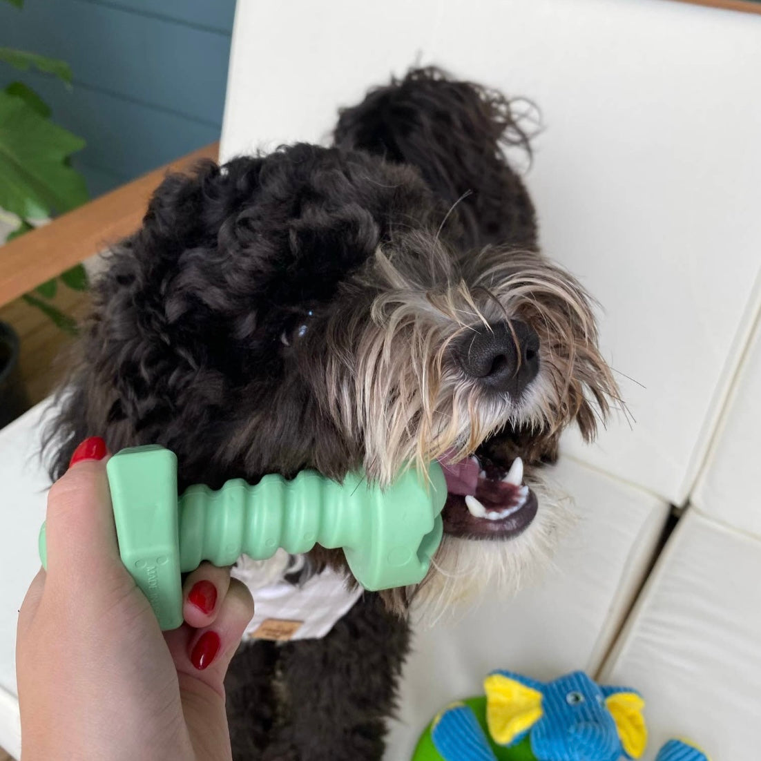 Spunky Pup Bolt Dental Toy