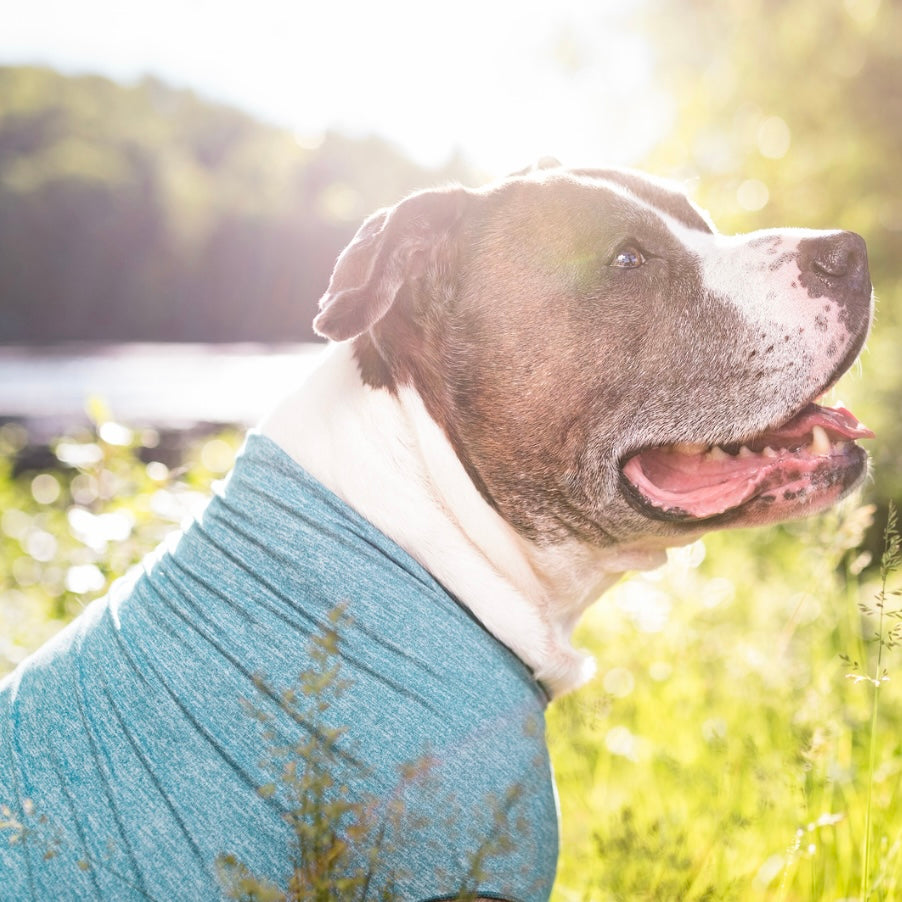 Gold Paw Sun Shield Tee