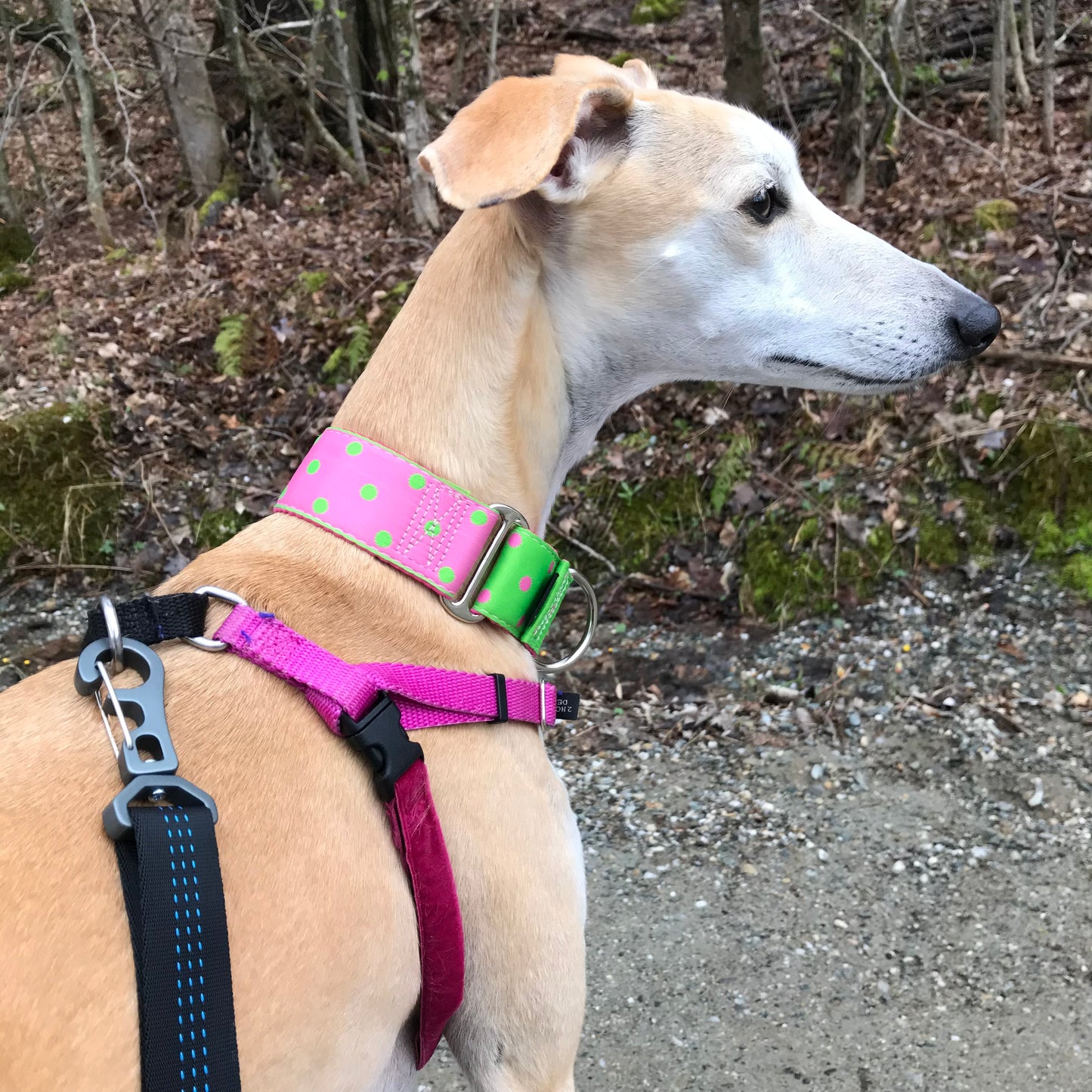 2 Hound Jelly Bean No-Pull Freedom Harness