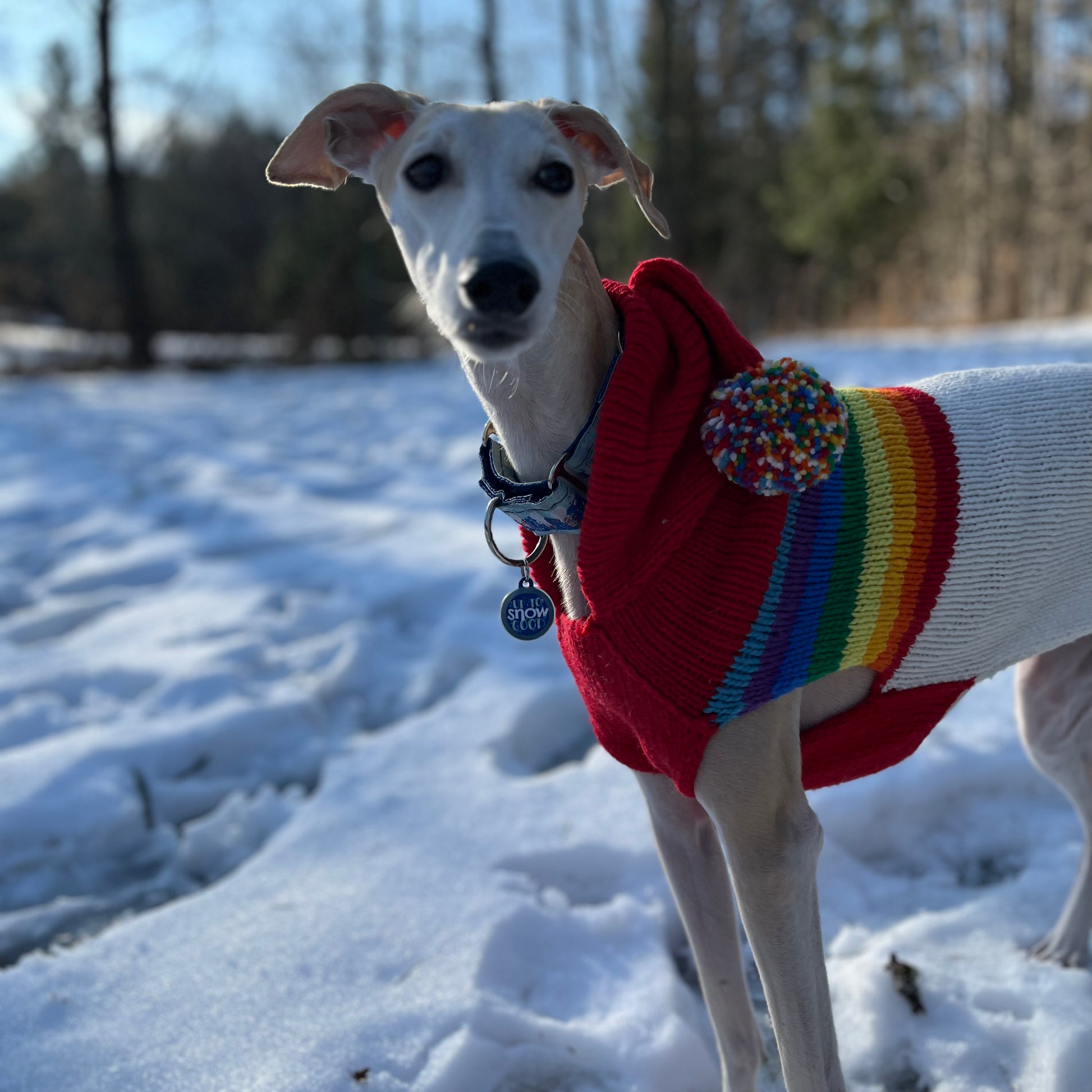 Chilly dog discount sweaters