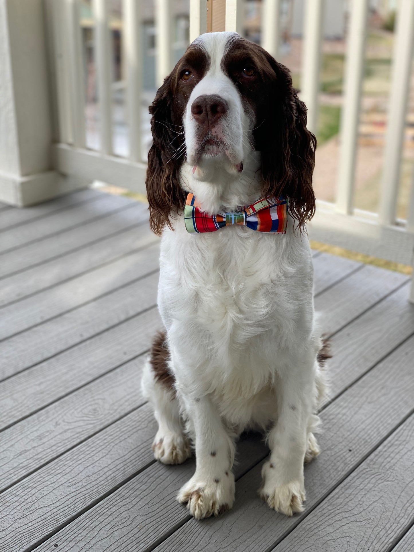 Sophisticated Pup "Mad About Plaid" Bow Tie Collar